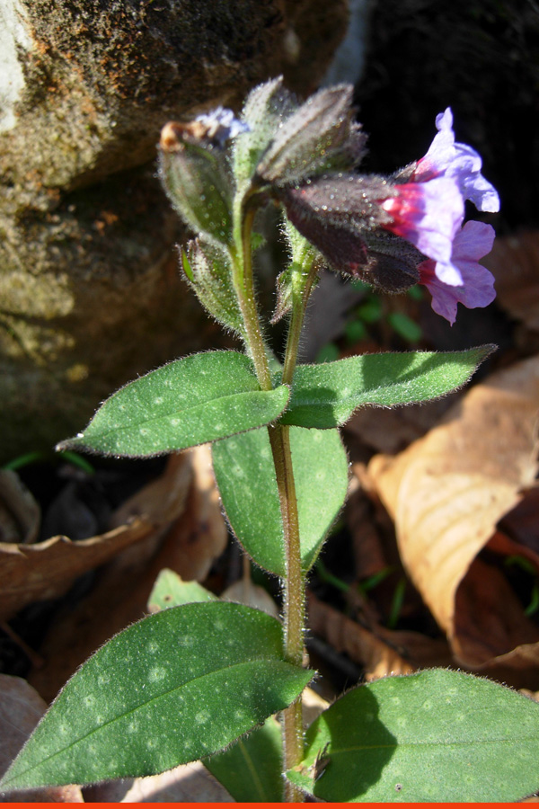 Pulmonaria sp